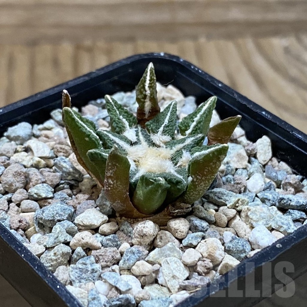 SH23570 Ariocarpus kotschoubeyanus hybrid, own roots - Image 2