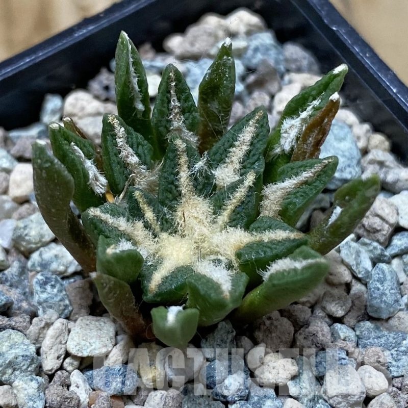SH23571 Ariocarpus kotschoubeyanus hybrid, own roots