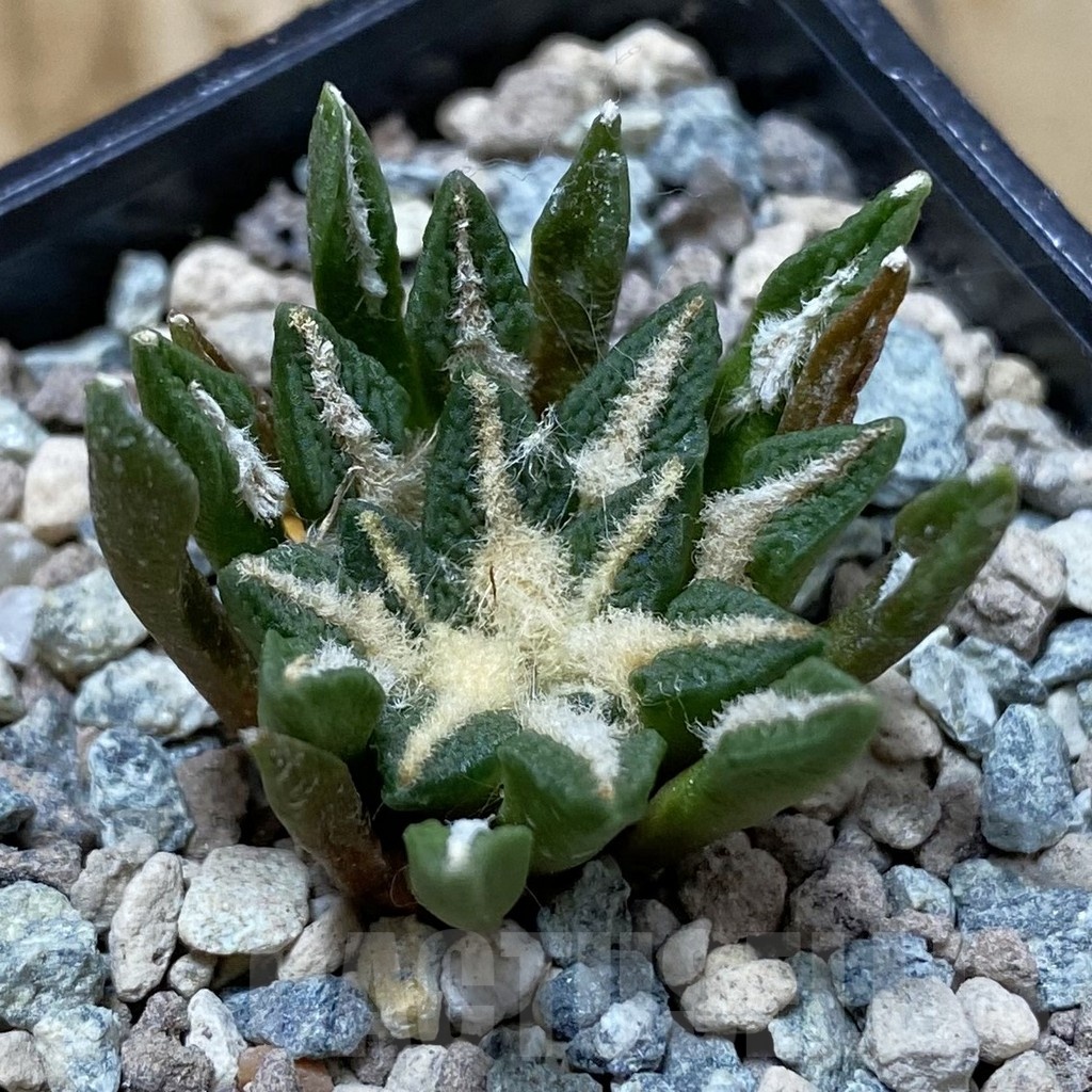 SH23571 Ariocarpus kotschoubeyanus hybrid, own roots