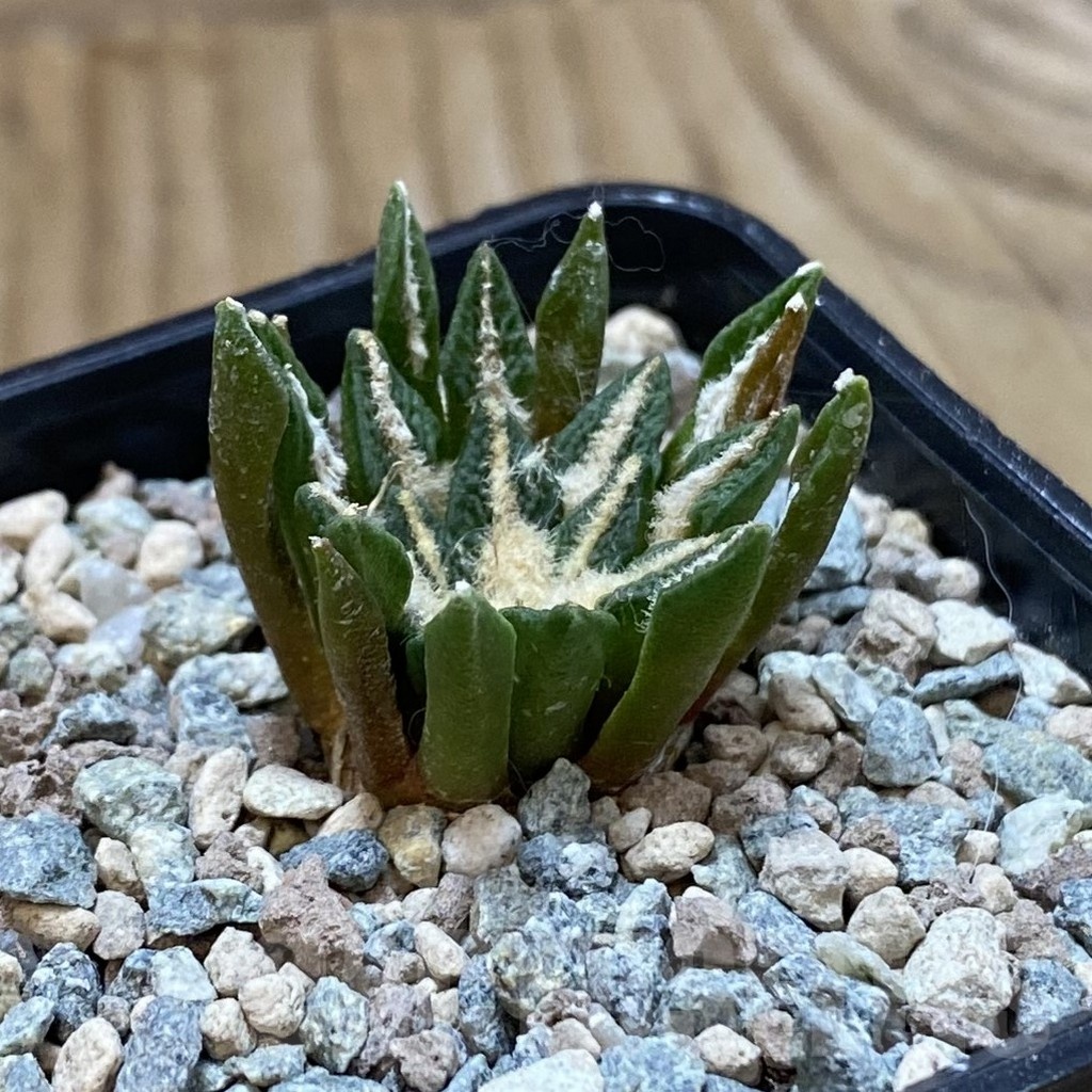 SH23571 Ariocarpus kotschoubeyanus hybrid, own roots - Image 2