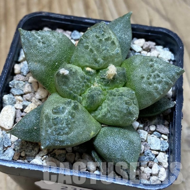 SH23573 Ariocarpus fissuratus ‘Godzilla’ hybrid, seedling, own roots