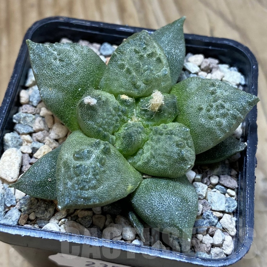 SH23573 Ariocarpus fissuratus ‘Godzilla’ hybrid, seedling, own roots