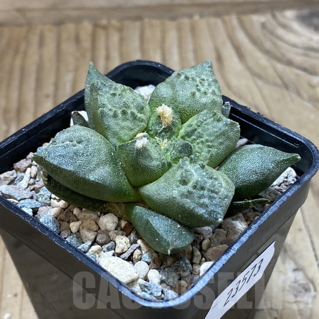 SH23573 Ariocarpus fissuratus ‘Godzilla’ hybrid, seedling, own roots - Image 2