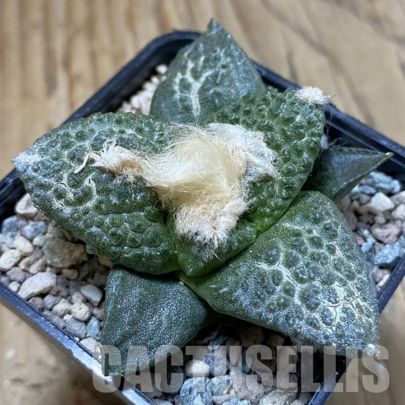 SH23574 Ariocarpus fissuratus ‘Godzilla’ hybrid, seedling, own roots