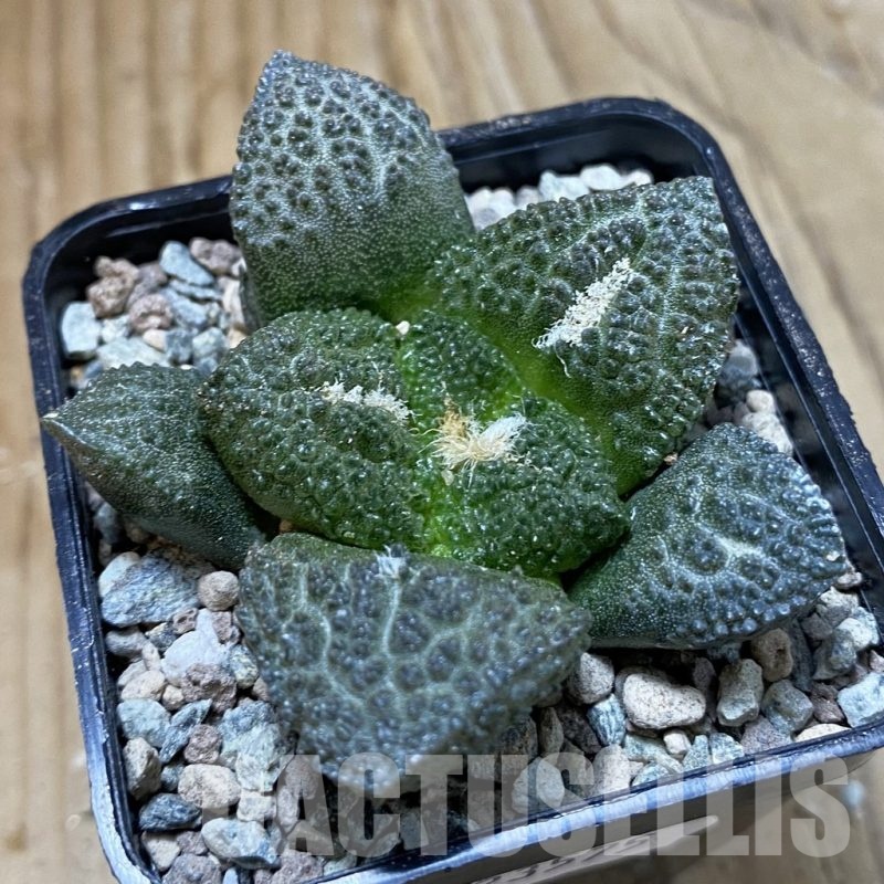 SH23575 Ariocarpus fissuratus ‘Godzilla’ hybrid, seedling, own roots