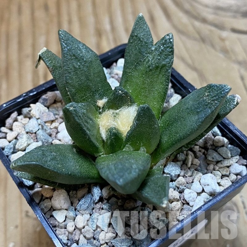 SH23576 Ariocarpus scaphirostris hybrid, seedling, own roots