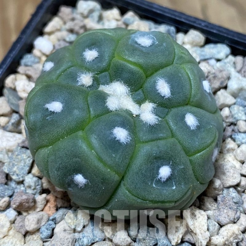 SH23516 Astrophytum asterias ‘Kikko Lizart Skin’