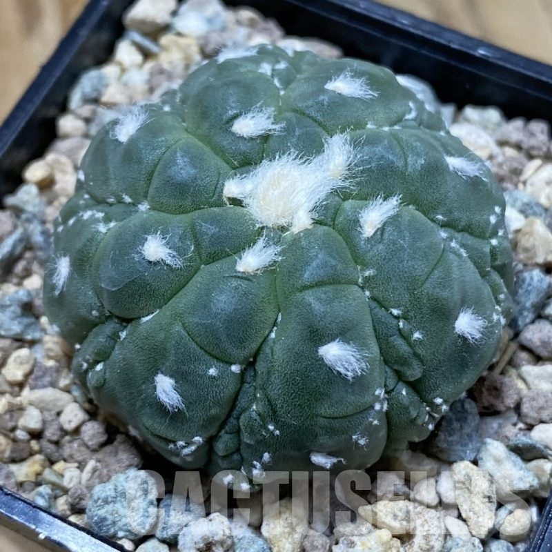 SH23517 Astrophytum asterias ‘Kikko Lizart Skin’