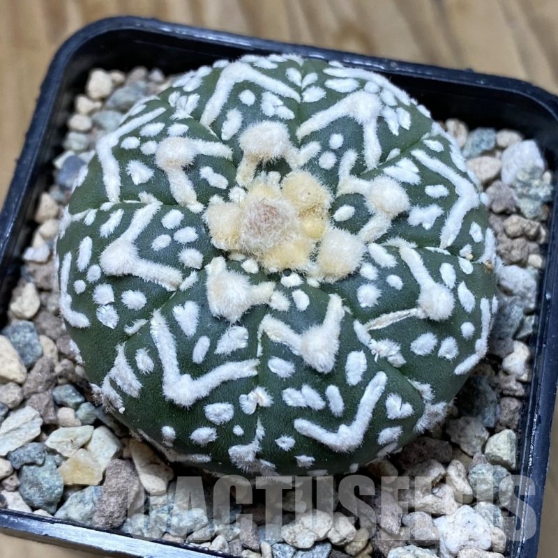 SH23518 Astrophytum asterias ‘Super Kabuto’ V-type f. nudum