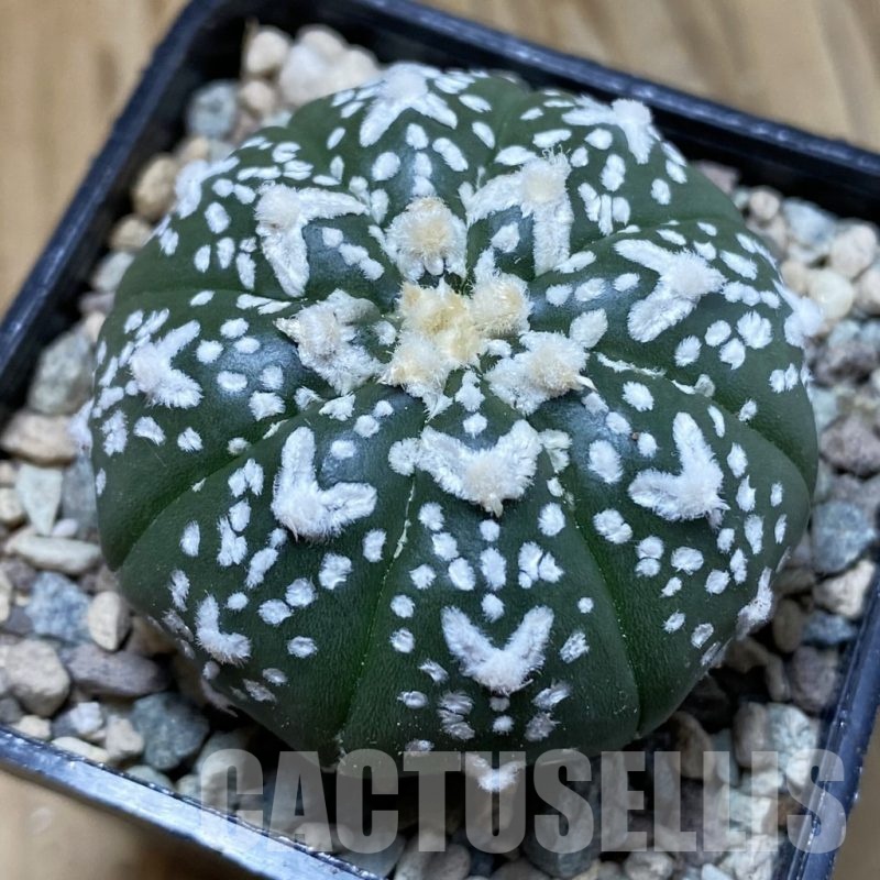 SH23519 Astrophytum asterias ‘Super Kabuto’ V-type f. nudum