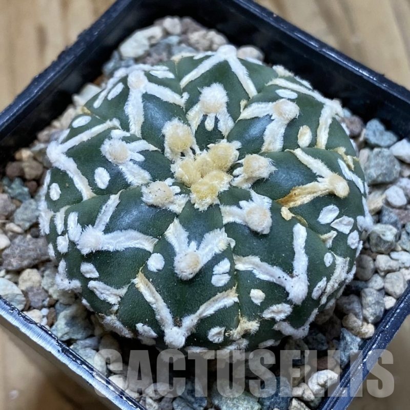 SH23520 Astrophytum asterias ‘Super Kabuto’ V-type f. nudum