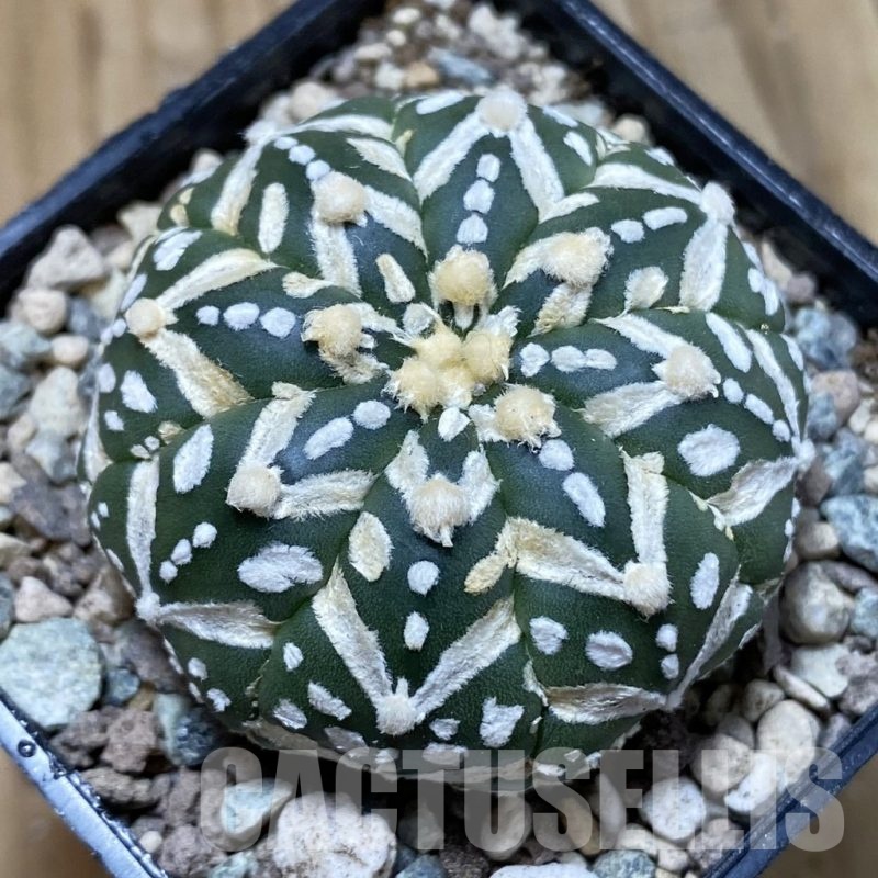 SH23522 Astrophytum asterias ‘Super Kabuto’ V-type f. nudum