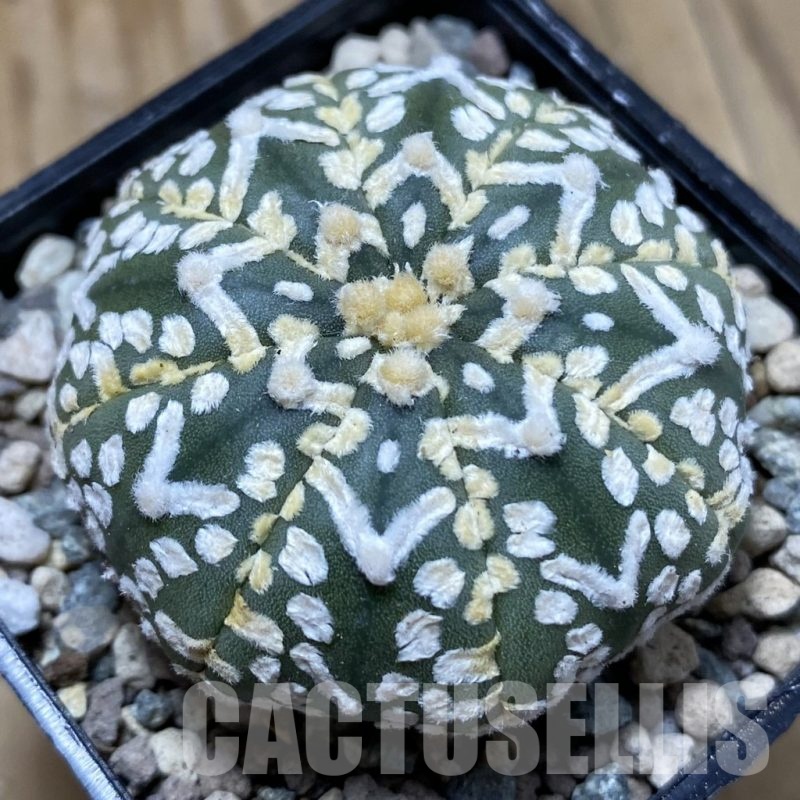 SH23523 Astrophytum asterias ‘Super Kabuto’ V-type f. nudum