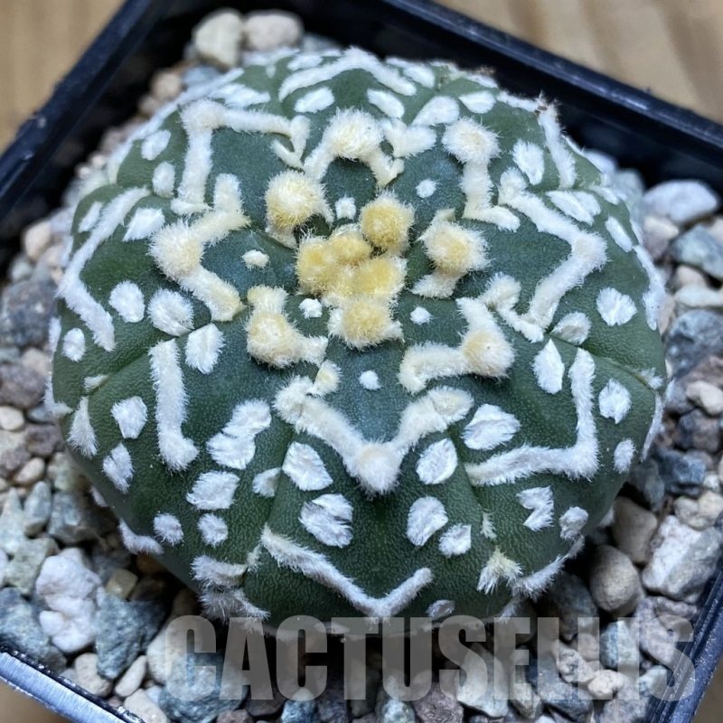 SH23524 Astrophytum asterias ‘Super Kabuto’ V-type f. nudum