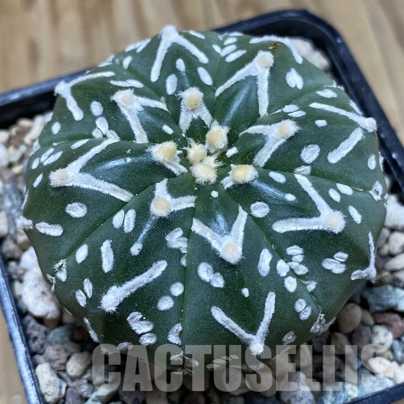 SH23525 Astrophytum asterias ‘Super Kabuto’ V-type f. nudum