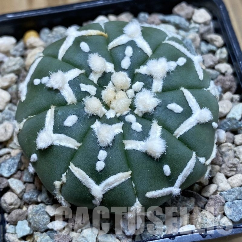 SH23527 Astrophytum asterias ‘Super Kabuto’ V-type f. nudum