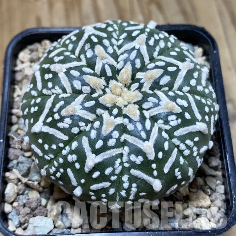 SH23528 Astrophytum asterias ‘Super Kabuto’ V-type f. nudum