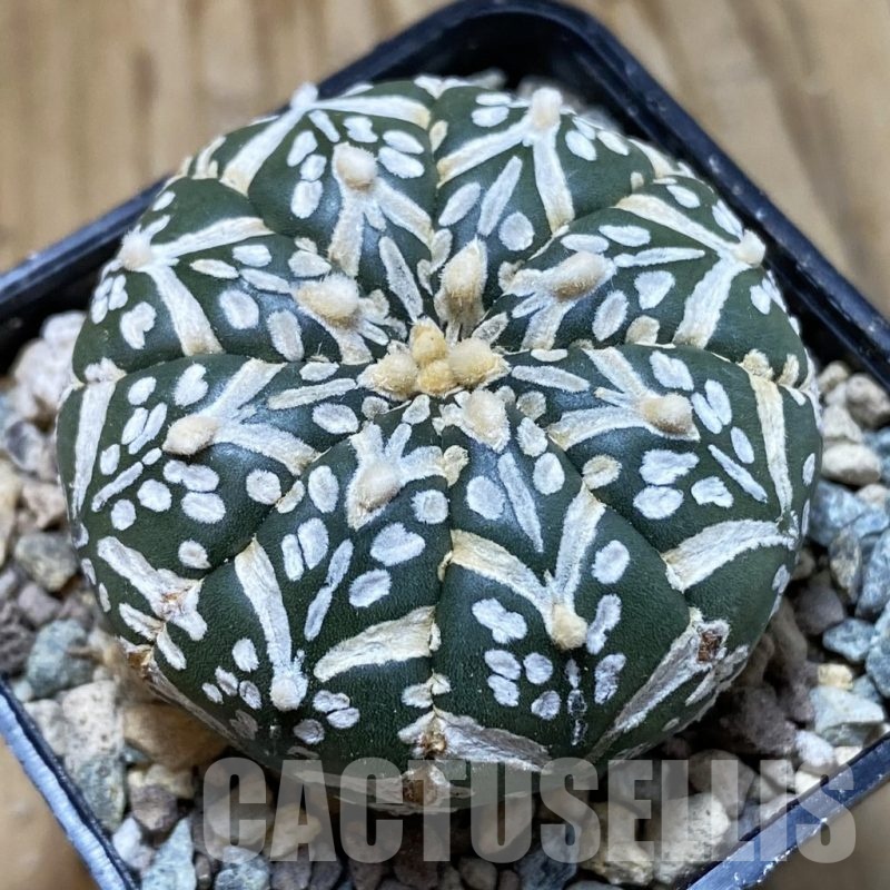 SH23529 Astrophytum asterias ‘Super Kabuto’ V-type f. nudum