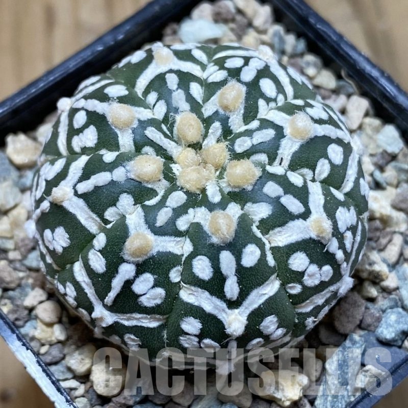 SH23530 Astrophytum asterias ‘Super Kabuto’ V-type f. nudum