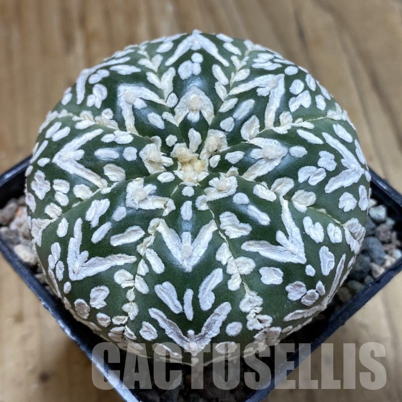 SH23531 Astrophytum asterias ‘Super Kabuto’ V-type f. nudum