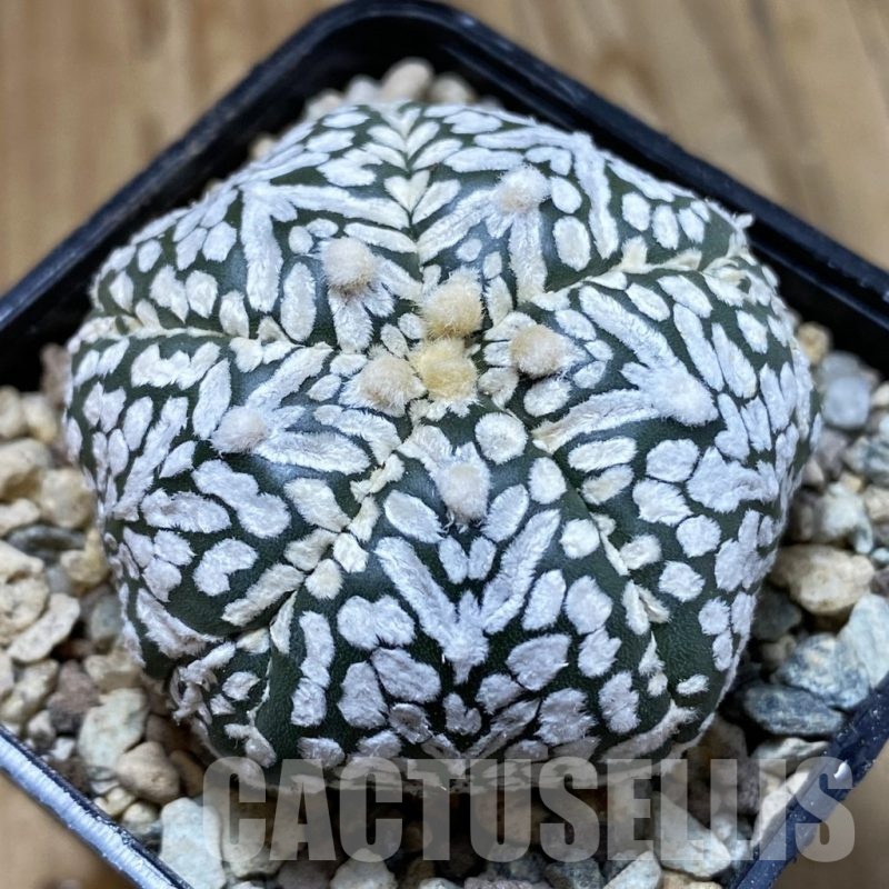 SH23532 Astrophytum asterias ‘Super Kabuto’ V-type, 5-ribs