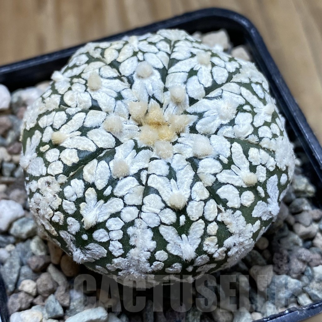 SH23535 Astrophytum asterias ‘Super Kabuto’ V-type