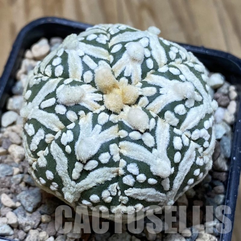 SH23538 Astrophytum asterias ‘Super Kabuto’ V-type, 6-ribs