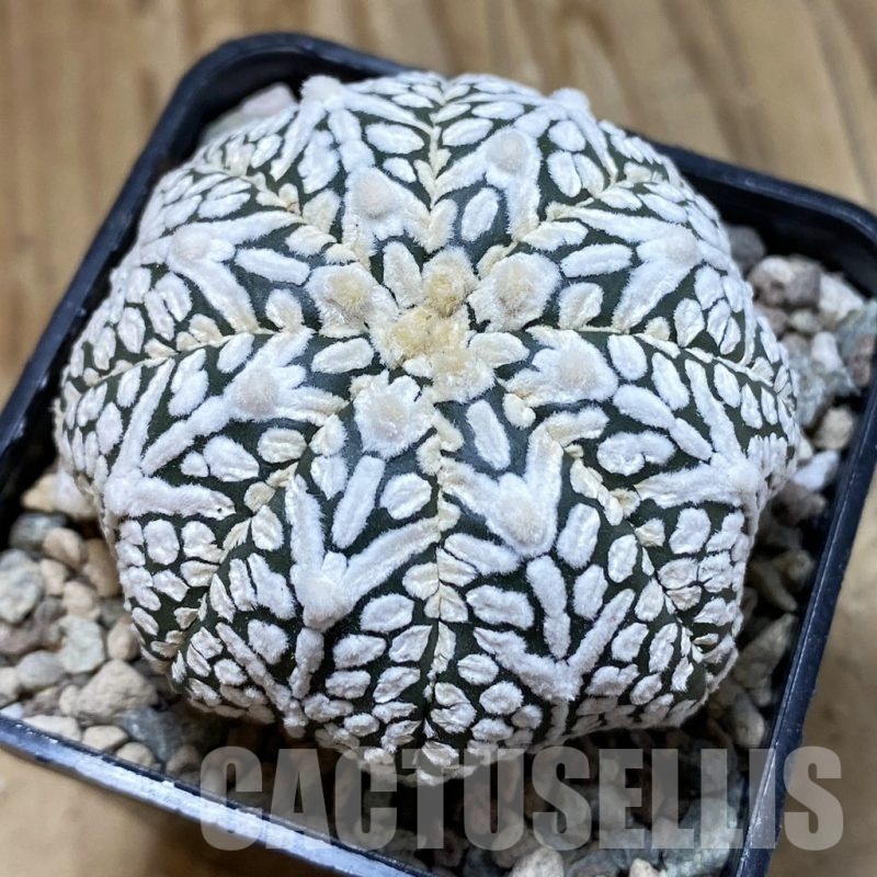 SH23539 Astrophytum asterias ‘Super Kabuto’ V-type