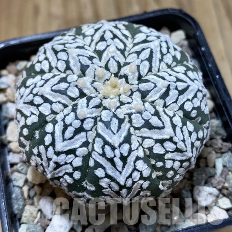 SH23540 Astrophytum asterias ‘Super Kabuto’ V-type