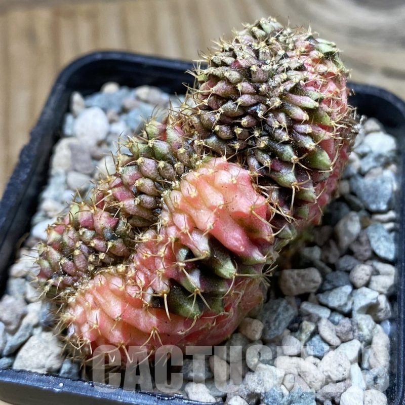 SH23747 Gymnocalycium mihanovichii f. variegata cristata