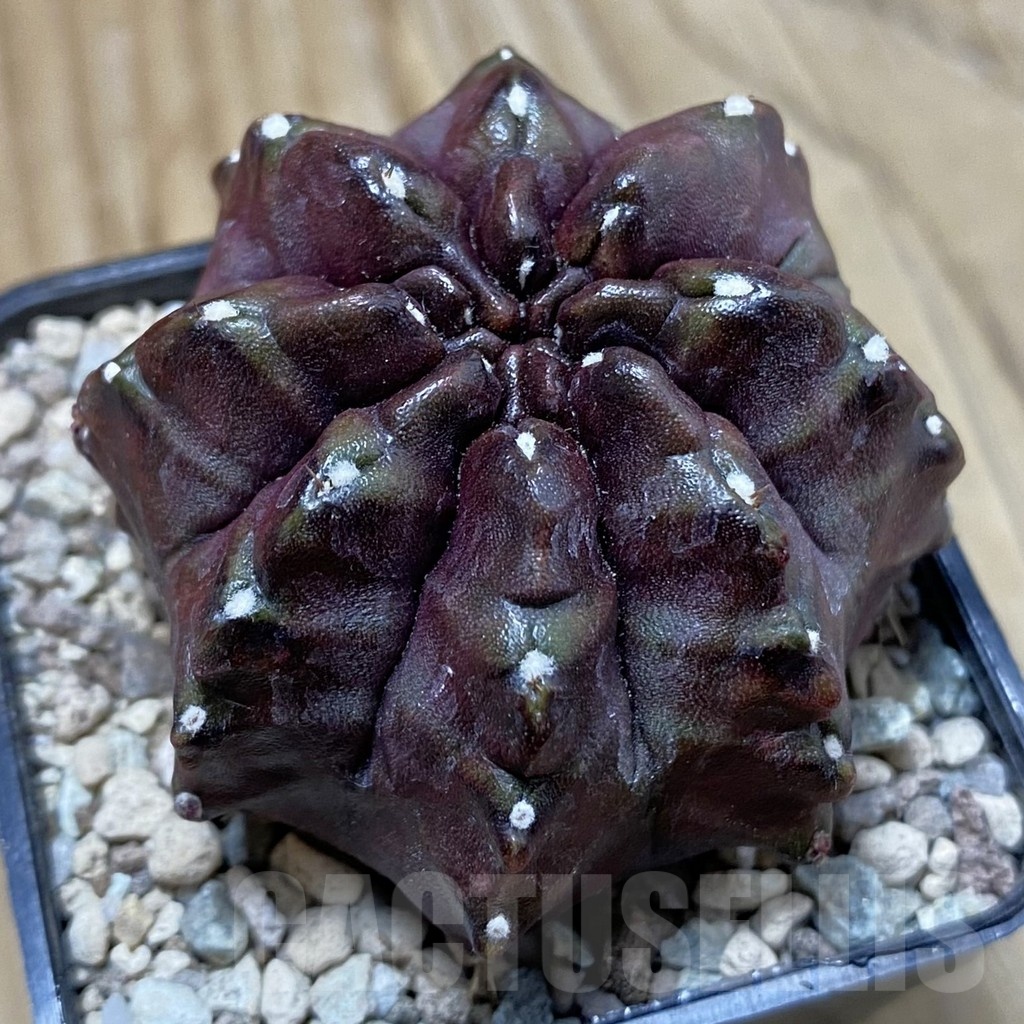 SH23749 Gymnocalycium mihanovichii ‘Nana’, seedling