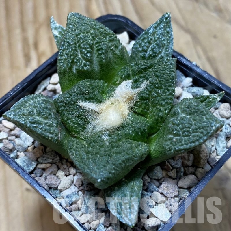 SH23717 Ariocarpus fissuratus ‘Godzilla’ hybrid, seedling, own roots