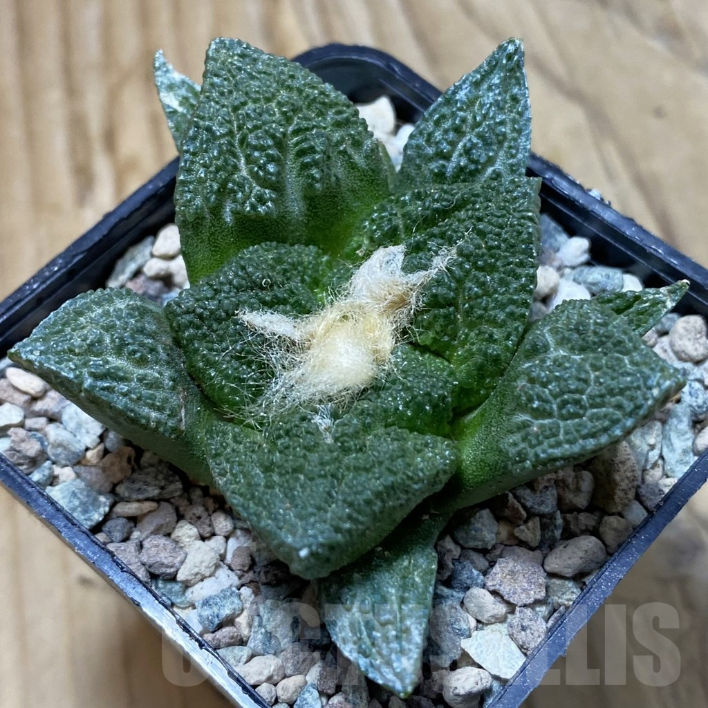 SH23717 Ariocarpus fissuratus ‘Godzilla’ hybrid, seedling, own roots