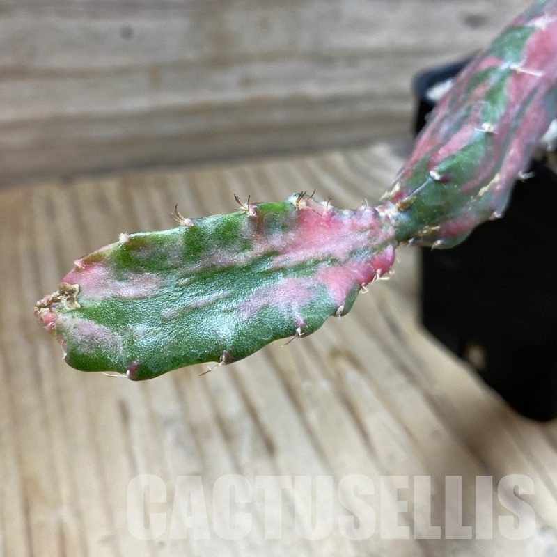 SH23750 Hylocalycium ‘Chimera variegata’