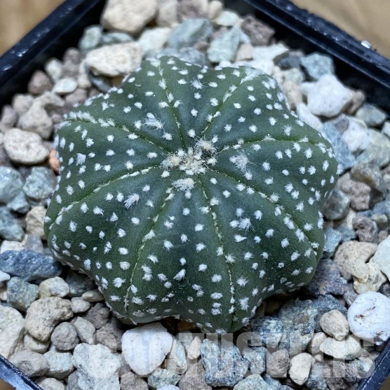 SH23751 Astrophytum asterias ‘Star Shape’