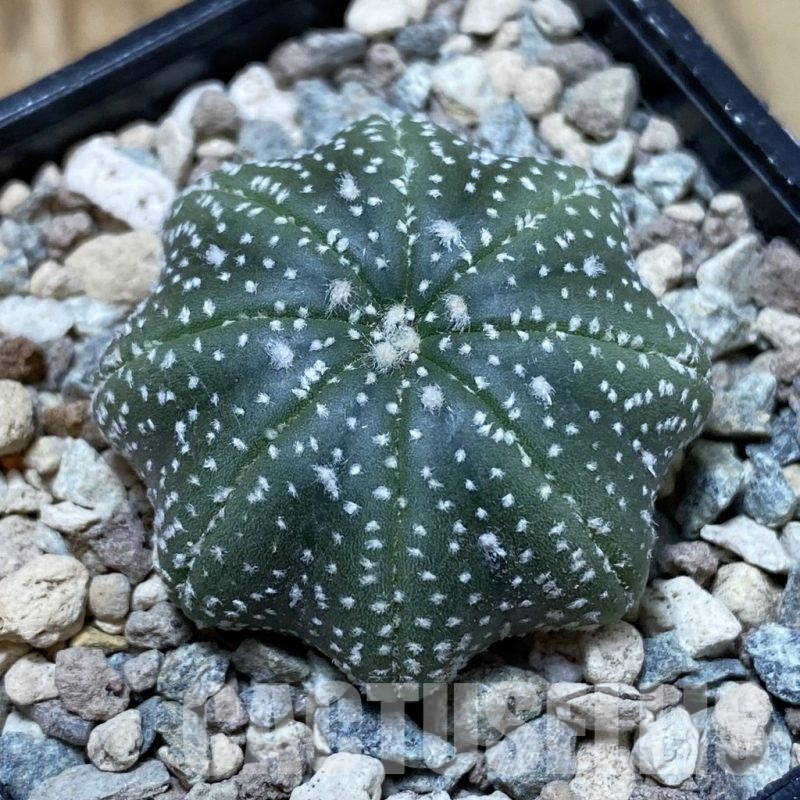 SH23752 Astrophytum asterias ‘Star Shape’