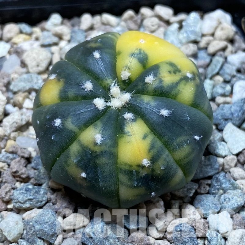 SH23753 Astrophytum asterias f. variegata