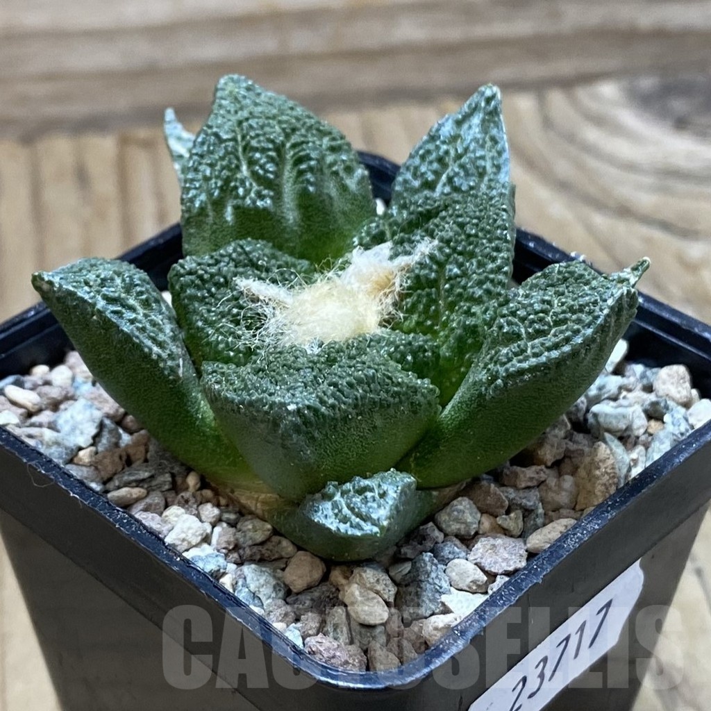 SH23717 Ariocarpus fissuratus ‘Godzilla’ hybrid, seedling, own roots - Image 2