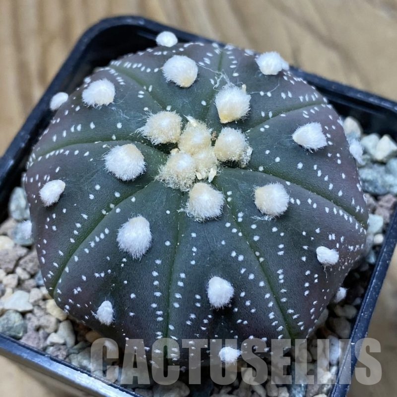 SH23754 Astrophytum asterias ‘Purple Skin Ooibo’