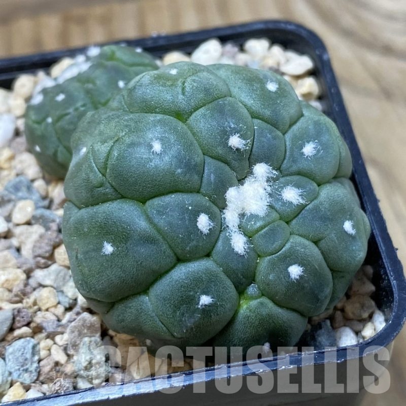 SH23755 Astrophytum asterias ‘Kikko Lizart Skin’