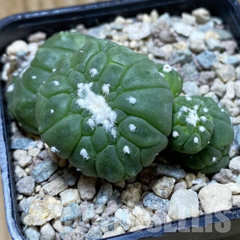 SH23756 Astrophytum asterias ‘Kikko Lizart Skin’