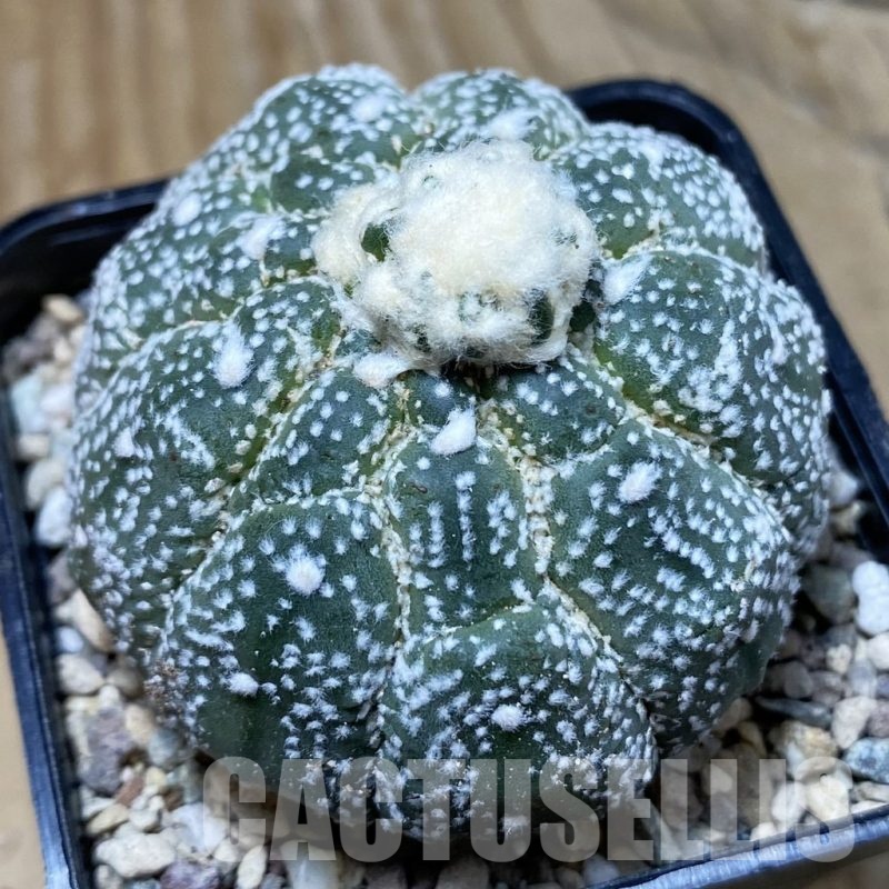 SH23757 Astrophytum asterias ‘Kikko Lizart Skin’