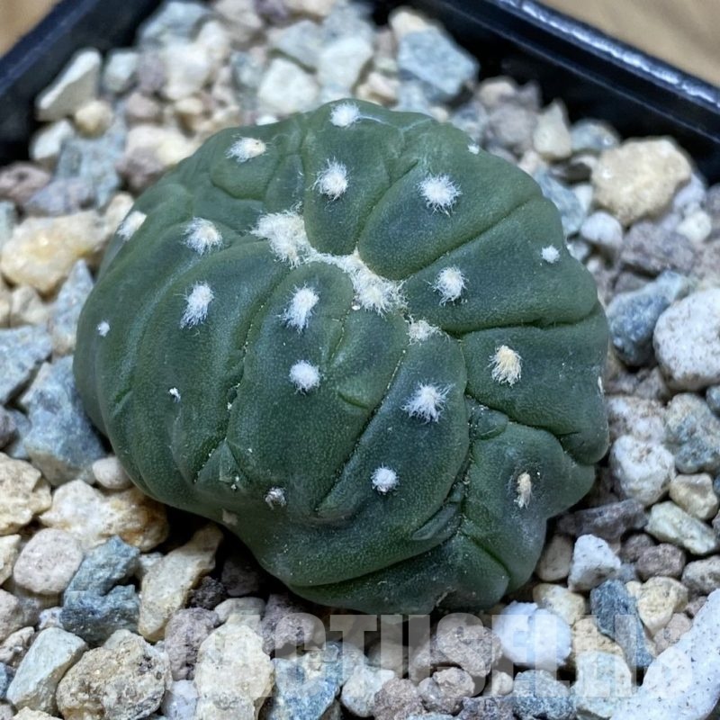 SH23758 Astrophytum asterias ‘Kikko Lizart Skin’ f. cristata