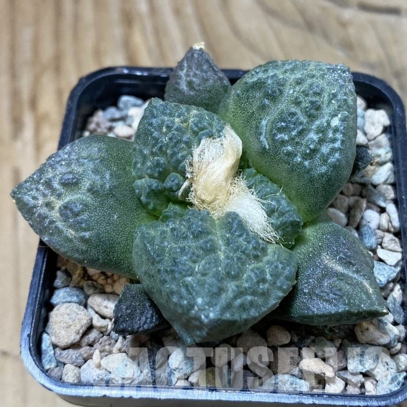 SH23718 Ariocarpus fissuratus ‘Godzilla’ hybrid, seedling, own roots