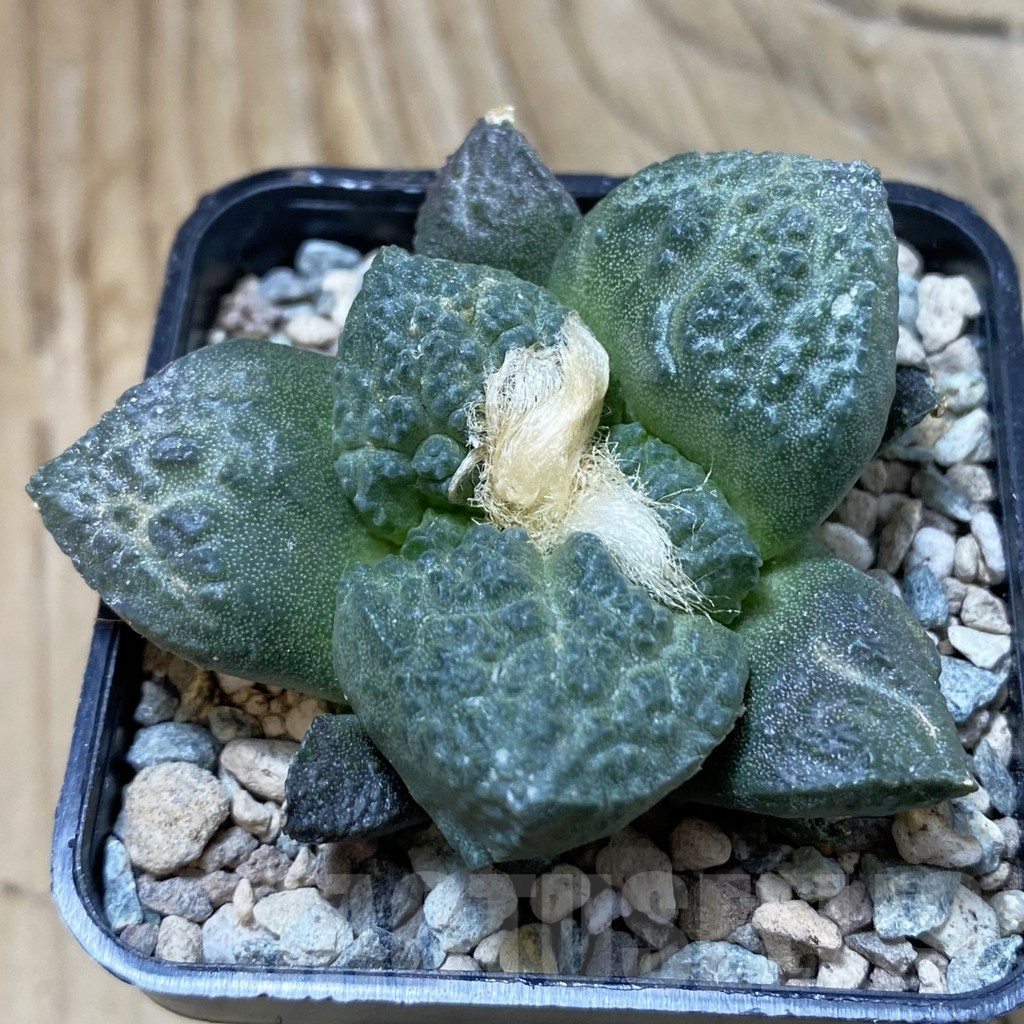 SH23718 Ariocarpus fissuratus ‘Godzilla’ hybrid, seedling, own roots