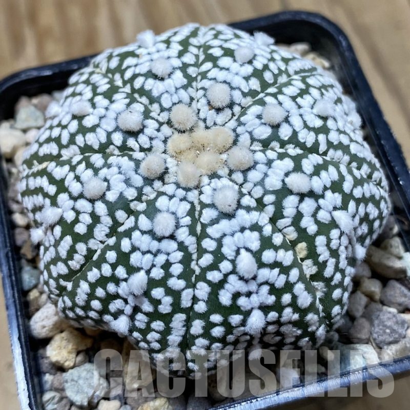 SH23761 Astrophytum asterias ‘Super Kabuto’ ‘Star Shape’