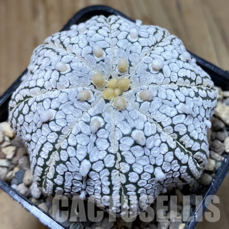 SH23762 Astrophytum asterias ‘Super Kabuto’ ‘Star Shape’