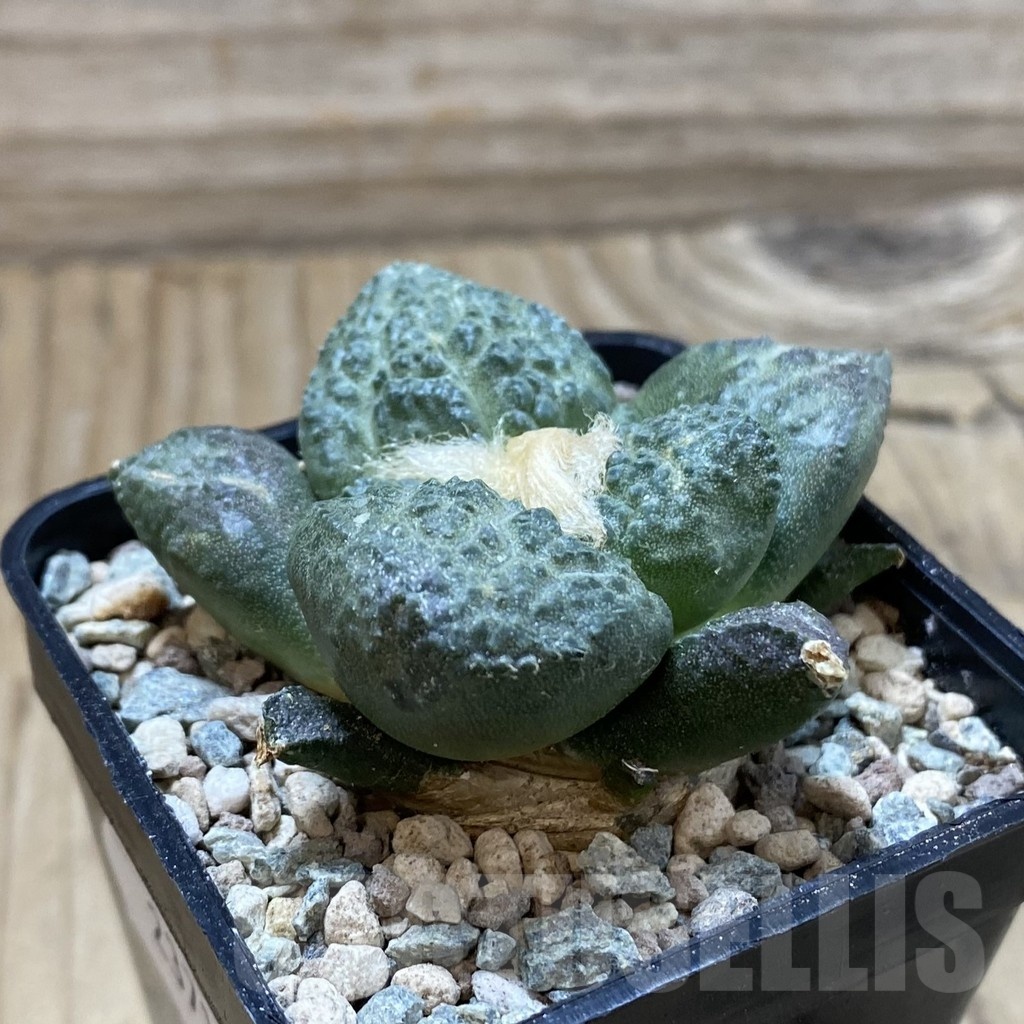 SH23718 Ariocarpus fissuratus ‘Godzilla’ hybrid, seedling, own roots - Image 2