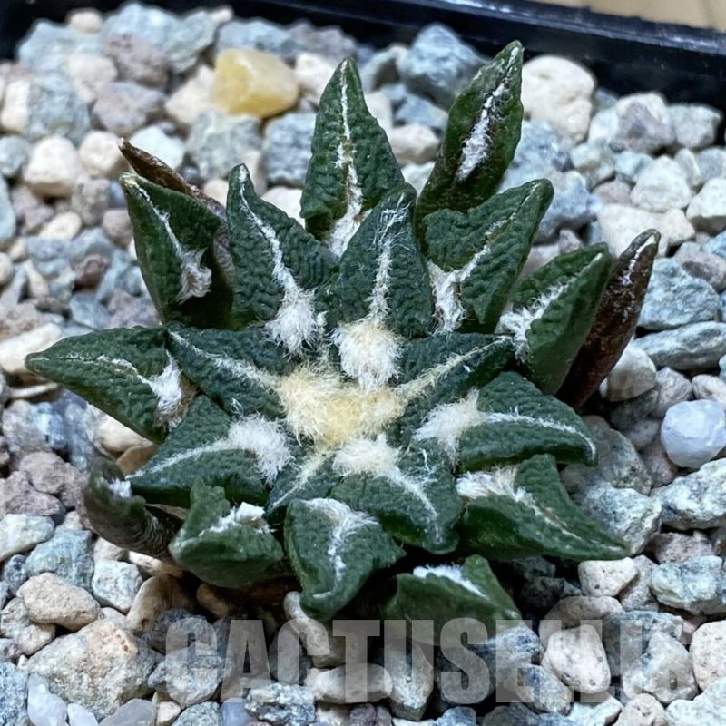 SH23719 Ariocarpus kotschoubeyanus hybrid, own roots