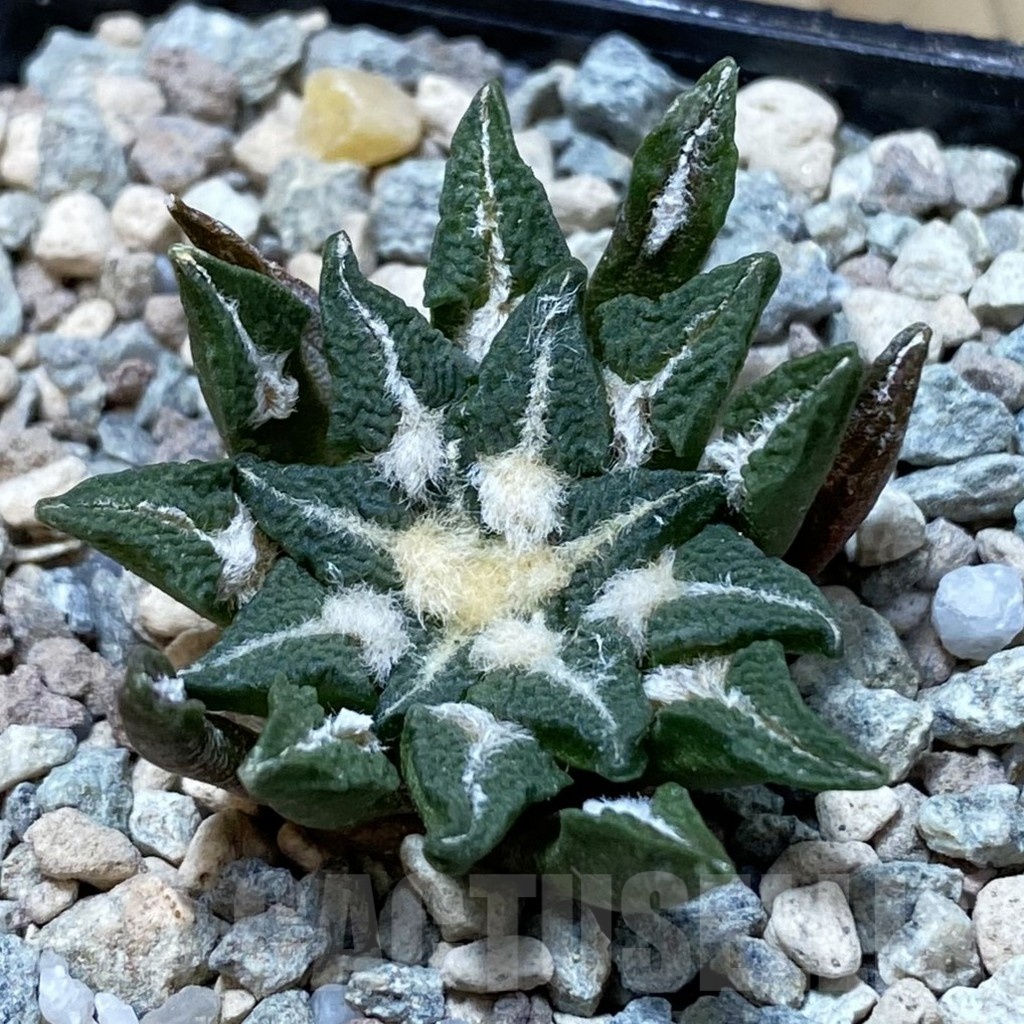 SH23719 Ariocarpus kotschoubeyanus hybrid, own roots